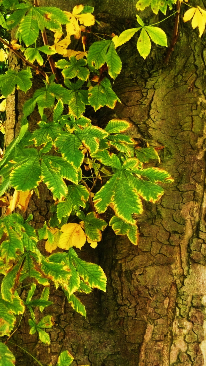 growing, freshness, woody, 2K, Trees, tree trunk, no people, branches, Woods, growth, trunk, wooden, green, leaf, tranquility, Leaves, Trunks, close-up