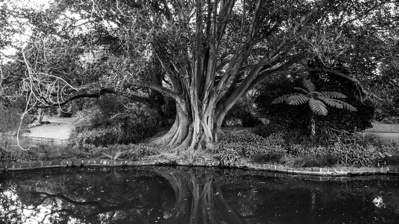 tranquility, woods, land, day, nature, tree trunk, forest, body, river, plants, peaceful, scenics - nature, bark, trunks, reflections, landscape, park