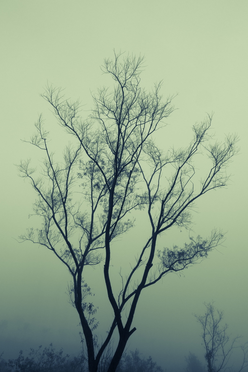 silhouette, bare tree, scenics - nature, tranquil scene, fog, woody plant, tree trunk, mist, outdoors, isolated, beauty in nature, environment, day, trunk