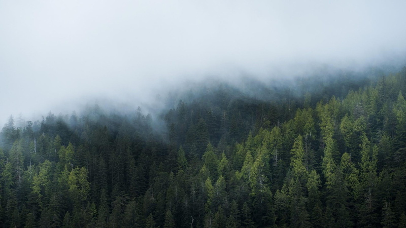 1080P, cloud, non-urban scene, pine tree, mist, no people, tree, plant, beauty in nature, tranquility, landscape, woody plant, scenics - nature, mountain