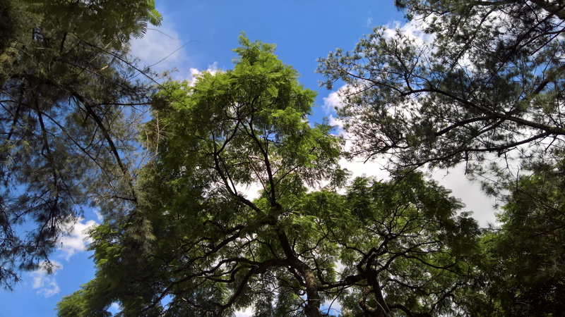 growth, sunlight, vegetation, land, tree, plant, daytime, cloud, non-urban scene, tree canopy, woody plant, woodland, branch, beauty in nature, tranquility