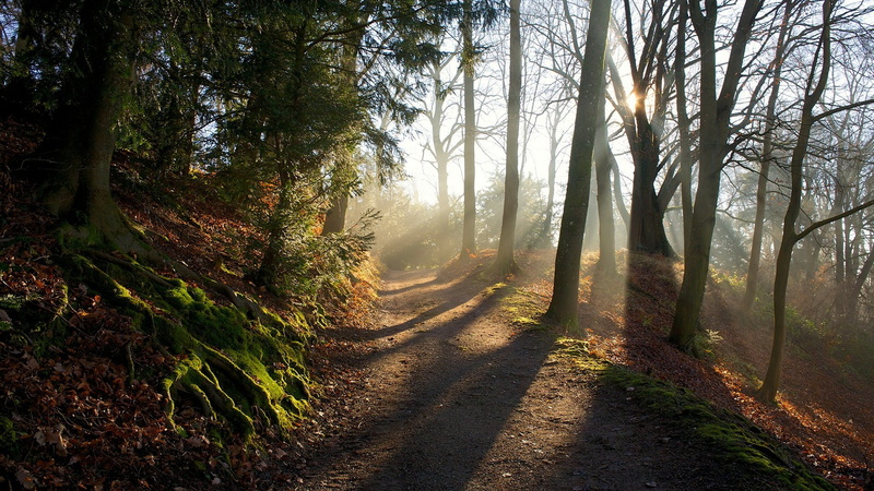 outdoors, tranquility, wilderness, tranquil scene, autumn, streaming, path, footpath, light, road, morning, scenics - nature, woodland, no people, sunlight