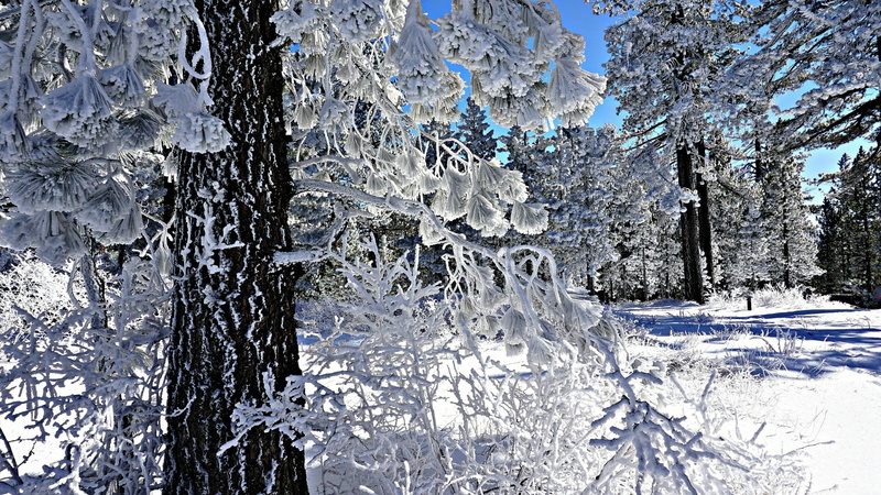 cold temperature, tranquil scene, tree, daytime, forest, 1080P, freezing, land, branch, frozen, no people, trunk, frost, non-urban scene, winter, hoarfrost