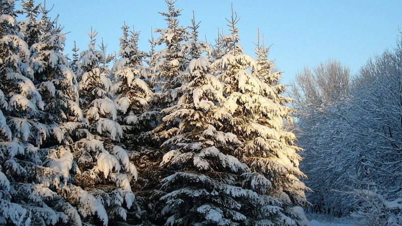 1080P, cold temperature, pine tree, land, covering, non-urban scene, freezing, sunlight, beauty in nature, forest, tranquility, tree, plant, frost, woody plant