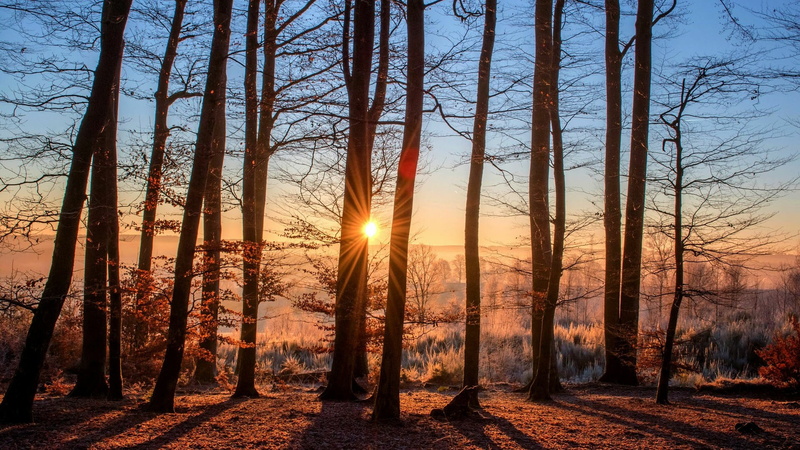sky, tranquility, trunk, land, 1080P, tree, no people, beauty in nature, woody plant, path, plant, woodland, scenics - nature, sun, bright, outdoors, lens flare