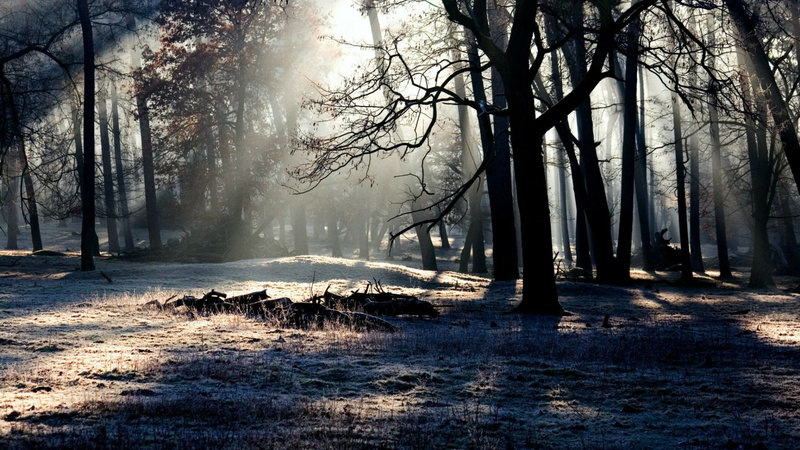 winter, no people, branch, frost, nature, land, forest, scenics - nature, rays, freezing, tranquility, sunlight, outdoors, day, beauty in nature, sun rays