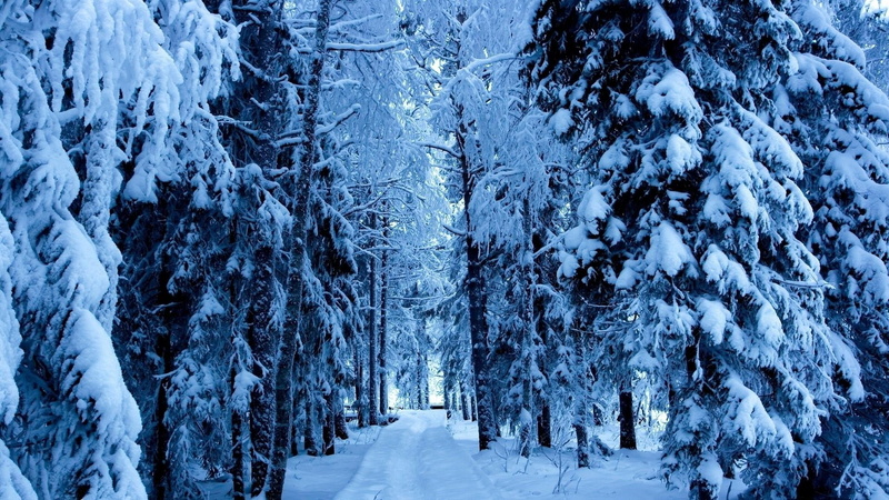 branch, spruce, woody plant, diminishing perspective, 1080P, frost, snow, scenics - nature, winter, land, outdoors, freezing, non-urban scene, spruce fir forest