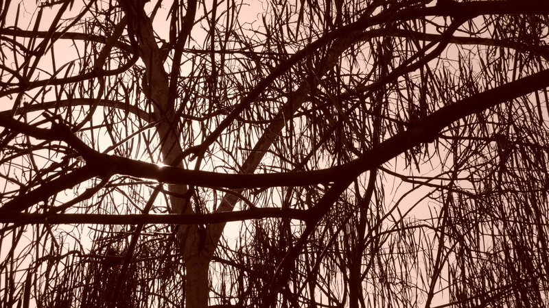 photography, silhouette, outdoors, tranquility, tree trunk, 2K, bare tree, wodden, bamboo - plant, trunk, background, full frame, day, flora, brown, plant