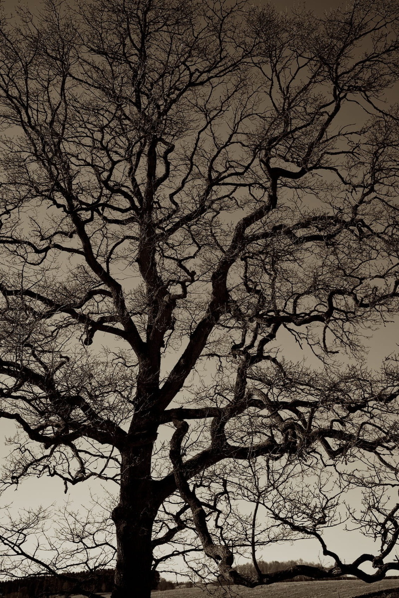 dusk, tranquility, full frame, black, branch, tree, low angle view, trees, no people, wooden, tree canopy, sky, branches, day, night, outdoors, large, spooky