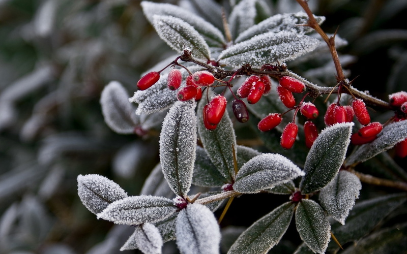 macro, leaves, bush, berry Fruit, season, berries, woody, rowanberry, beauty In Nature, ripe, cold temperature, plant, 1080P, nature, frozen, food, winter