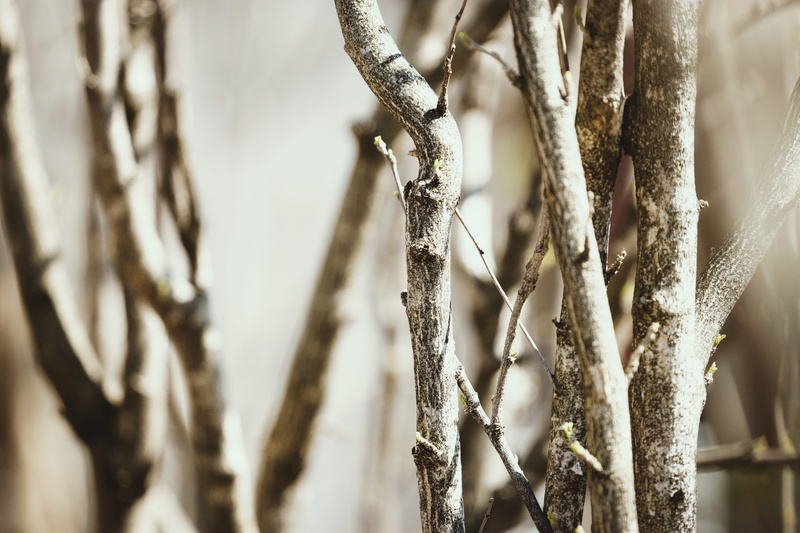 fibrous, animal, winter, stock, branch, focus on foreground, detail, outdoors, cold temperature, barrier, nature, boundary, woody, texture, close-up, stick - plant part