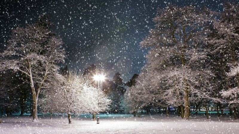 light, environment, land, tree, blizzard, 1080P, tranquility, beauty in nature, snow, scenics - nature, tranquil scene, snowing, no people, woody plant