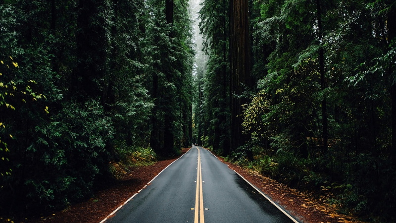 nature, woody plant, sign, direction, tree, empty road, long, symbol, no people, growth, country road, the way forward, lane, transportation, dividing line