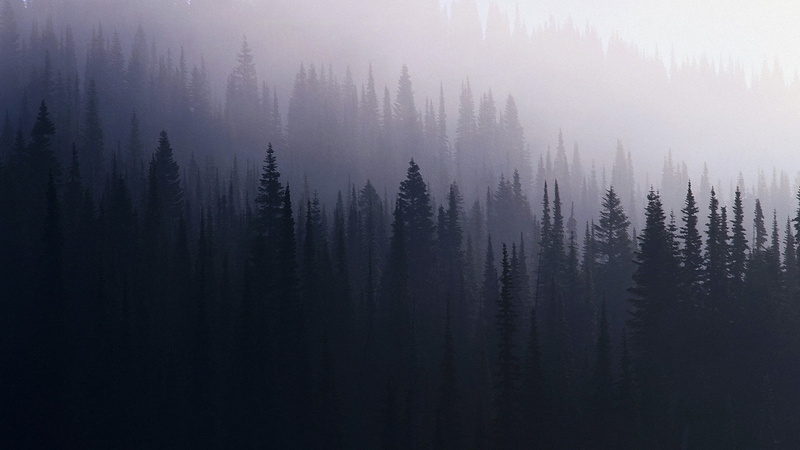 travel, green Color, pine, pine Tree, wilderness Area, 2K, pine woodland, land, outdoors, silhouette, tree, fir Tree, forest, scenics, plant, tranquility