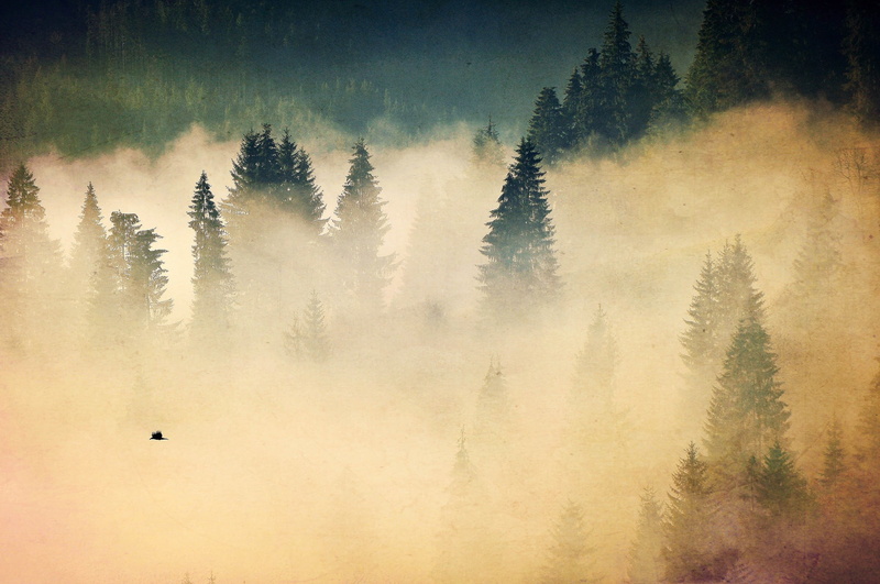beauty In Nature, mountain, bird, sunset, fog, nature, light - Natural Phenomenon, animal wildlife, non-Urban Scene, animal, frost, forest, backgrounds
