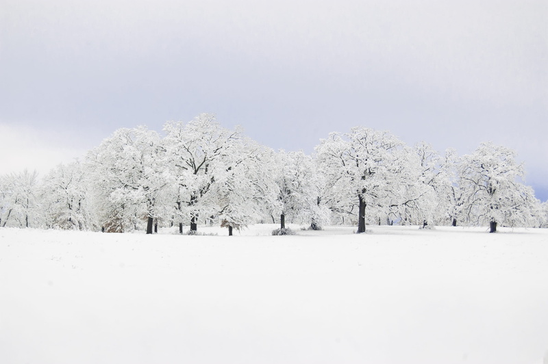 outdoors, snow, non-urban scene, treelined, plant, environment, land, snowing, 2K, extreme weather, snow covered, texa, cold temperature, winter, snowy