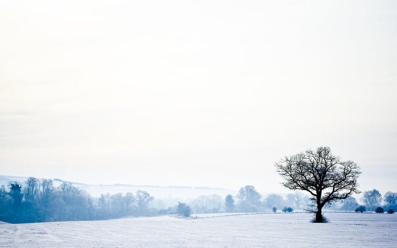 snowfield, no People, plant, mountain, land, cold - Temperature, january, snowing, frozen, color Image, outdoors, weather, nature, snow, tranquility, white color