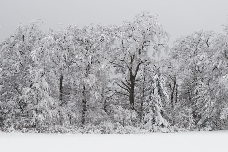 season, branch, non-Urban Scene, scenics - nature, tranquility, cold temperature, landscapes, tree, woodland, field, snowfield, snow, land, Snowy, frozen