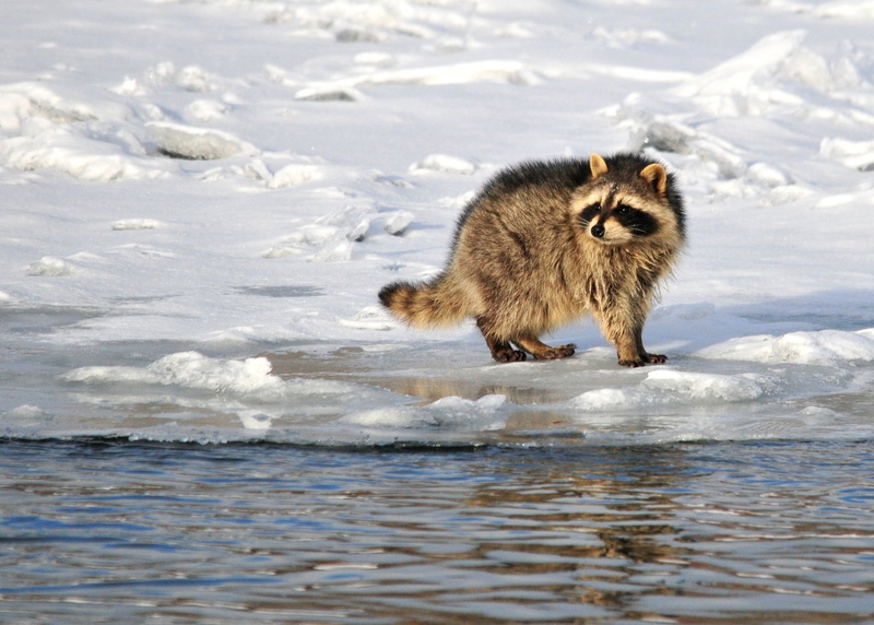 no people, water, day, survival, head, cute, small, mask, animal themes, nature, snowfield, hunting, outdoors, one animal, animal wildlife, looking, wildlife