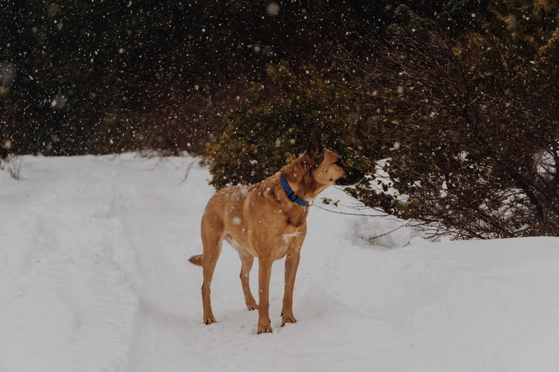 land, dog, vertebrate, tree, pets, landscape, malinois, 5K, field, domestic animals, white color, nature, animal, snowfield, plant, cold temperature, snowing