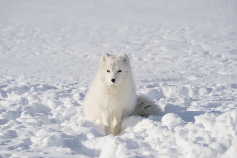 looking at camera, mammal, dog, domestic, ice, animal wildlife, cold temperature, frozen, portrait, wildlife, outdoor, animal, snowflake, outdoors, no people