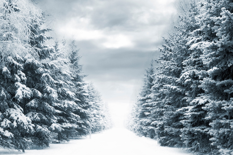 tranquility, Winter way, forest, cloud - Sky, january, snow, spruce Tree, woodland, coniferous Tree, ice, lights, sky, winter, snowfield, weather, cold temperature