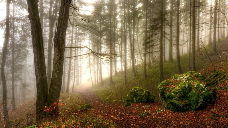 1080P, forest, temperate coniferous forest, spruce fir forest, crag, morning, path, forest trail, trees, woodland, forest path