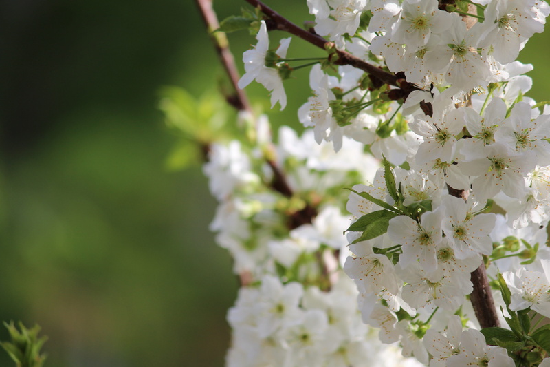 berry, branch, forest, cold, temperate climate, summer, blossom, uzbekistan, white flowers, beautiful, tenderness, bud, great, anitanola, white, tashkent