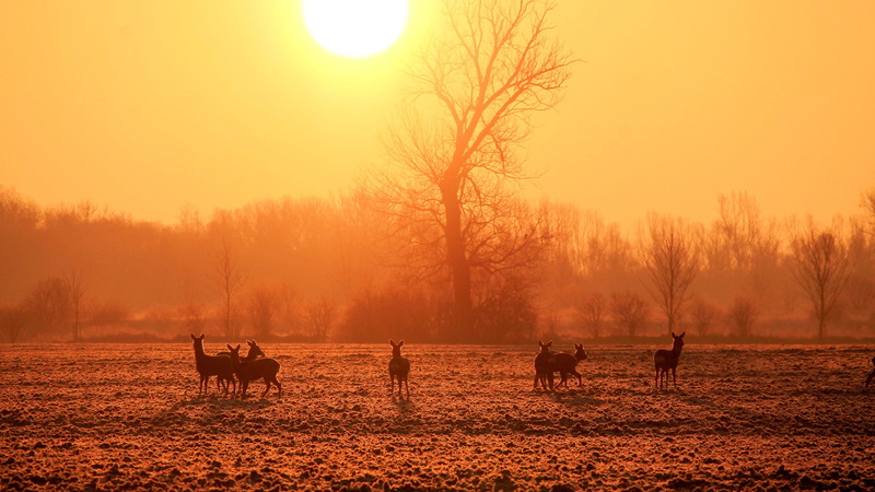 middle, animal wildlife, one animal, sunset, animals in the wild, silhuette, sky, sun, nature, outdoors, sunrise, golden, morgenstimmung, winter sunrise