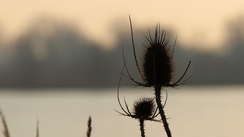 growth, no people, focus on foreground, spiky, plant, flower, plant stem, vulnerability, 4K, wild teasel, winter, light snowfall, wilted plant, outdoors