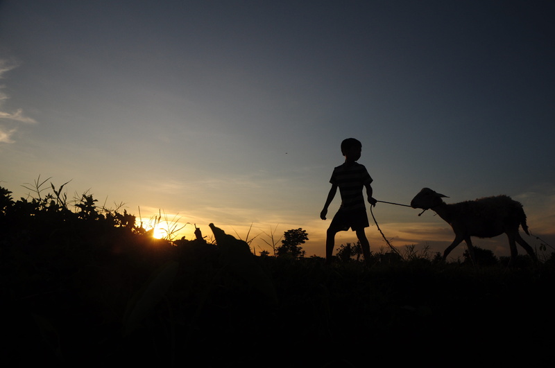 4K, silhouette, Afternoon, mammal, field, full length, outdoors, people, land, plant, one person, one animal, Kids, herbivorous, nature, domestic animals