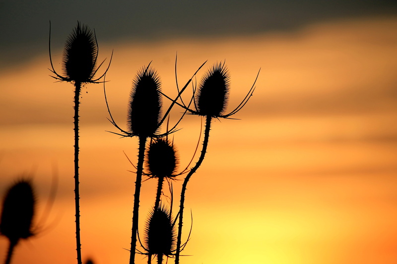 fragility, sky, plant stem, nature, sunset, focus on foreground, vulnerability, silhuette, insect, flowers, plant, thistle, close-up, elbaue, day, 4K