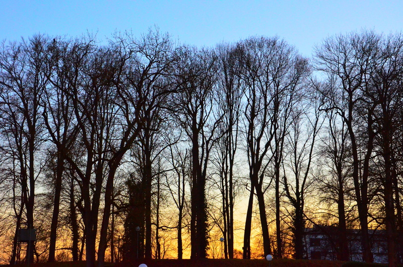 nature, bank, lake, River, sunset, cold, non-urban scene, winter, bare tree, contrast, outdoors, Mood, idyllic, land, wintry, tranquility, Forest, day