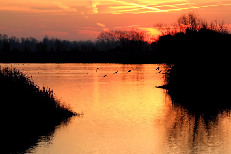 vertebrate, scenics, sunrise, animal wildlife, orange color, lake, illustration, sky, group of animals, beauty in nature, silhuette, tranquility, animal