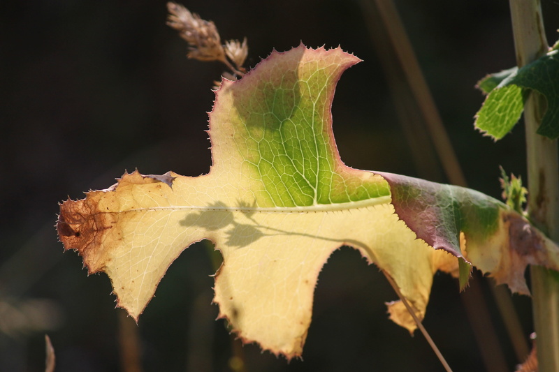 day, animals in the wild, plant part, light on, fragility, focus on foreground, shadow, silhuette, vulnerability, freshness, drought, leaf vein, heat, green color
