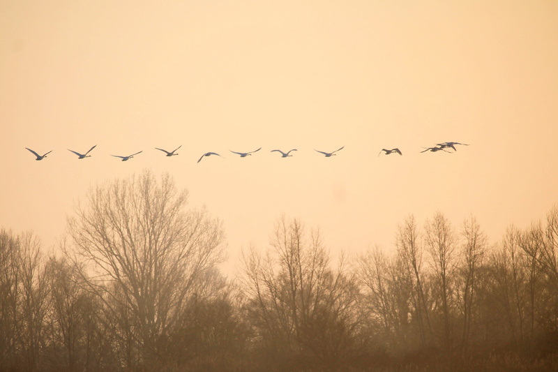 sunset, canopy, 4K, vertebrate, elbaue, birds, prettin, group of animals, animals in the wild, nature, no people, tree, flying, flock of birds, silhuette