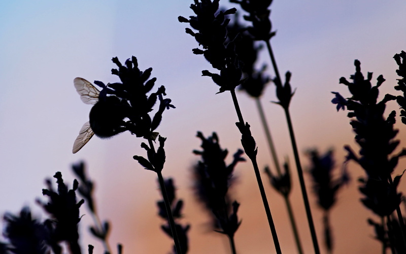 evening, beauty in nature, nature, twilight, no people, violet, silhuette, focus on foreground, sunset, flowering plant, atmospheric, close, flower garden