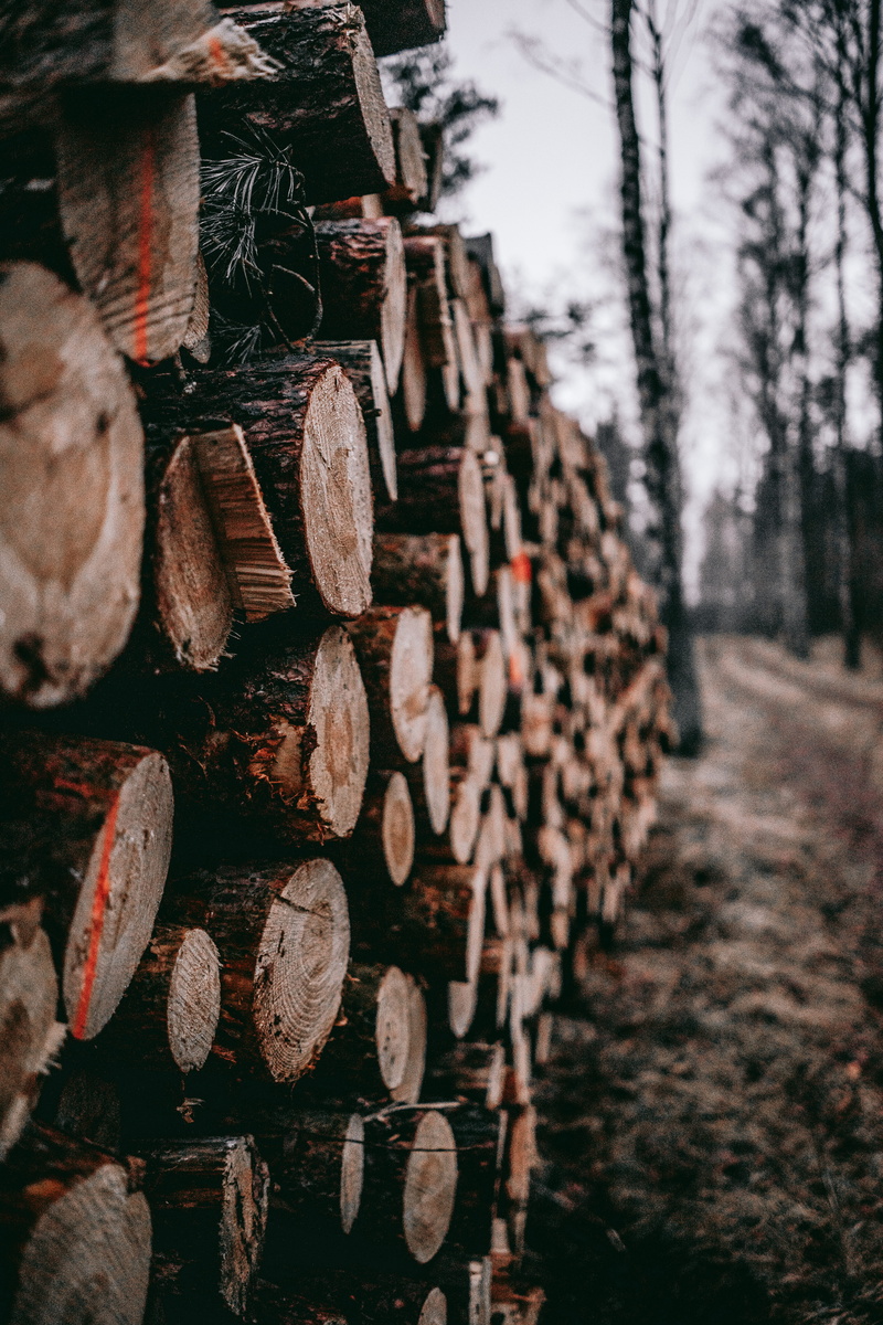 woodpile, land, day, bokeh, wood, log, wood - material, plant, winter, tree, large group of objects, lumber industry, stack, lot, cold, outside, hunt, selective focus