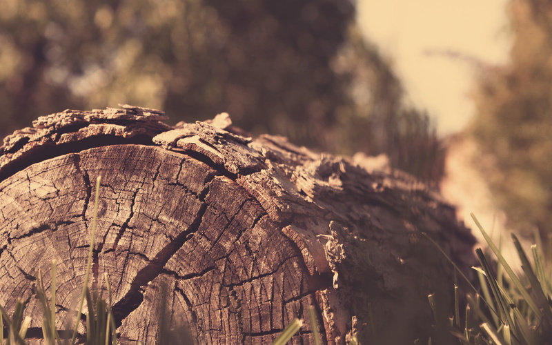 1080P, trees, wood, log, nature