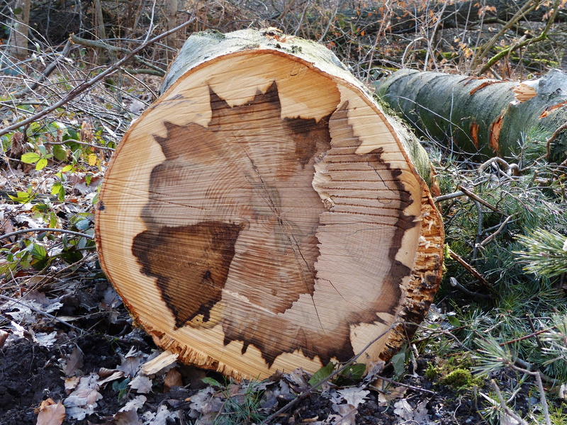 annual rings, timber, section, grain, forest, woodland, firewood, pattern, nature, tree, lumber Industry, tree Trunk, log, bark, deforestation, high angle view