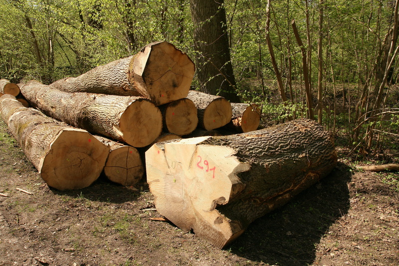 Wood, plant, tree, 4K, forestry, lumber industry, sawed off, log, tree wood, cut down, growing stock, land, forest path, nature, timberyard, woodland