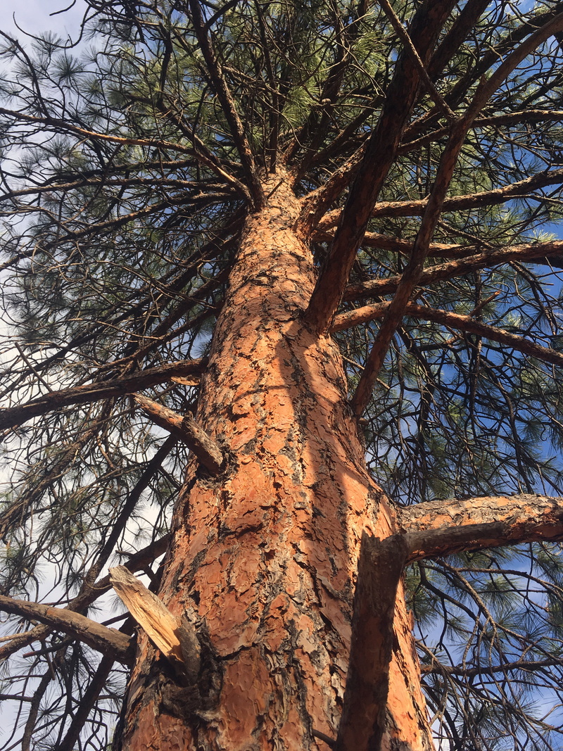 texture, forest, rot, circular, wood, high contrast, wood grain, natural, 4K, lodgepole, trunk, ponderosa, plant, rough, firewood, growth, tree, perch