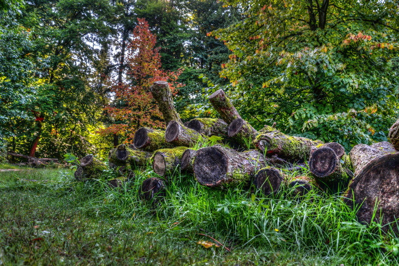 beauty in nature, lumber, growth, logging, tranquility, tree, outdoors, logs, solid, green color, stacked, 5K, wood, firewood, timber, plant, pine, rock