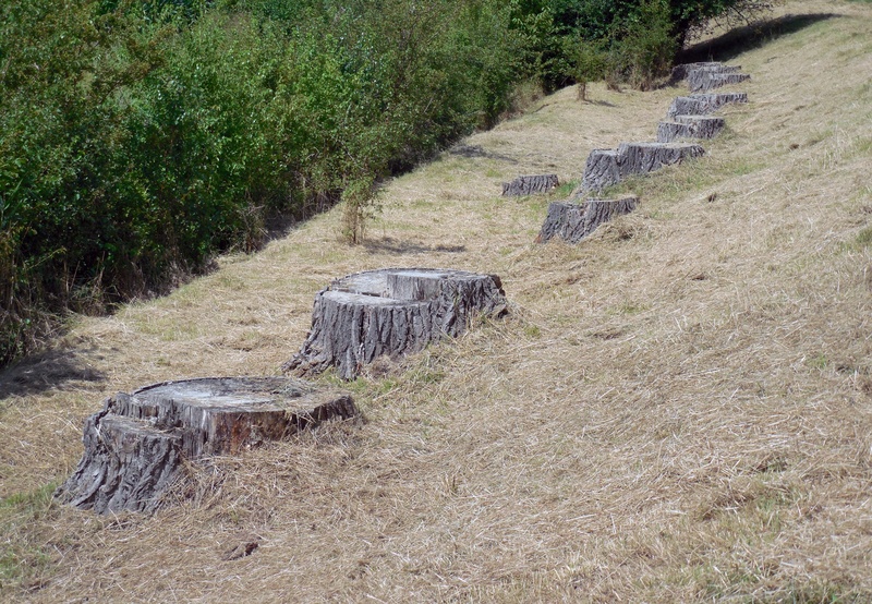 growth, one animal, timber, animal, vertebrate, outdoors, no people, reptile, animal themes, saw, sawed off, mammal, strains, tree trunks, high angle view