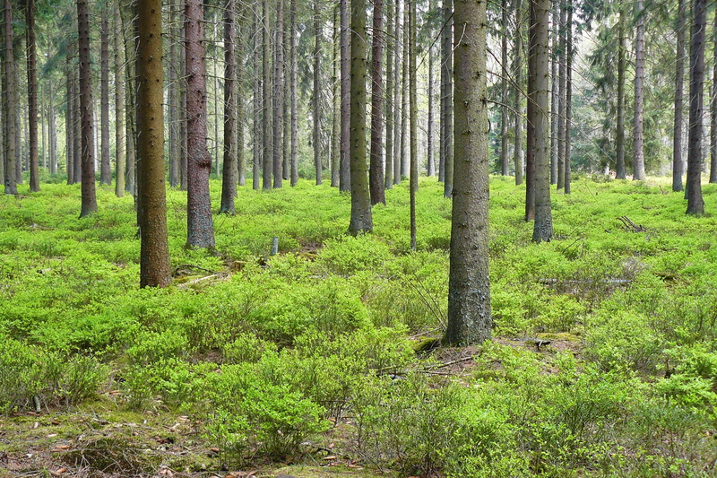 earth, green color, 2K, tranquil scene, day, landscape, field, blue berry bush, tranquility, ground, spruce, trunk, forest floor, forest plant, bark, no people