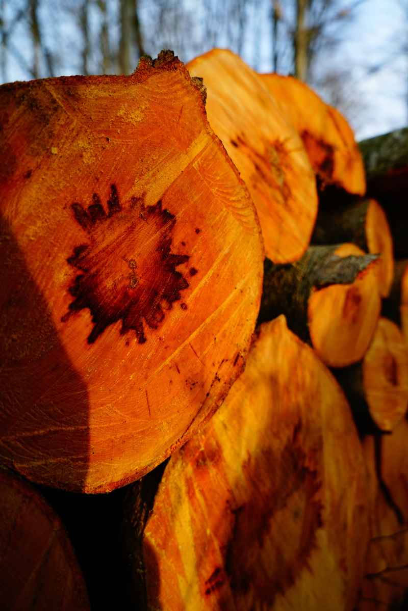 storage, wood - material, change, day, annual rings, plant part, orange color, stacked up, Cut, outdoors, Forestry, no people, natural pattern, leaf vein