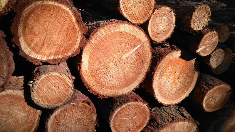 4K, backgrounds, full frame, cross section, timber, grain, close-up, firewood, nature, log, brown, tribe, textured, strains, lumber industry, serrated