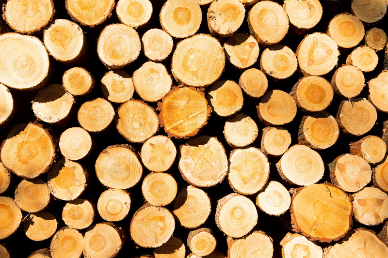 forest, full frame, tree trunks, sawed off, like, woodpile, chopped, timber, circle, tree, lumber industry, no people, stacked, wood - material, firewood