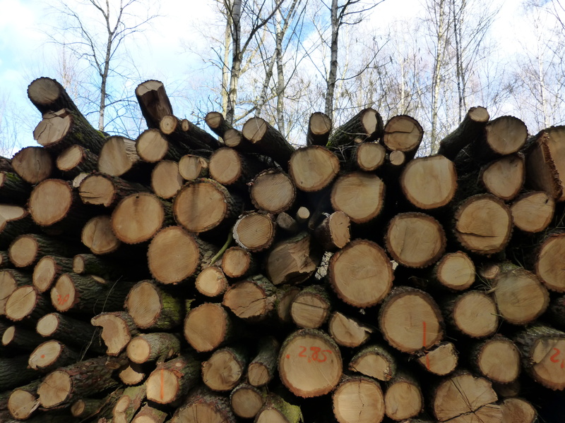 texture, bark, landscape, nature, environmental issues, sawed off, holzstapel, large group of objects, 4K, structure, strains, like, wood, annual rings