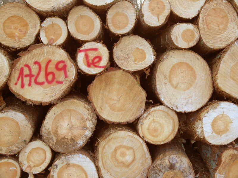 deforestation, shape, lumberjack, strains, backgrounds, full frame, timber industry, Tree Trunks, pattern, Forestry, wood - material, timber, woodpile
